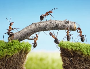  8 attributes of the ant that can be implemented in any business.